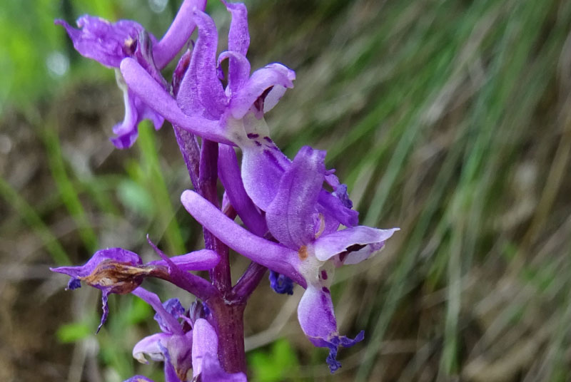 Orchis mascula subsp. speciosa